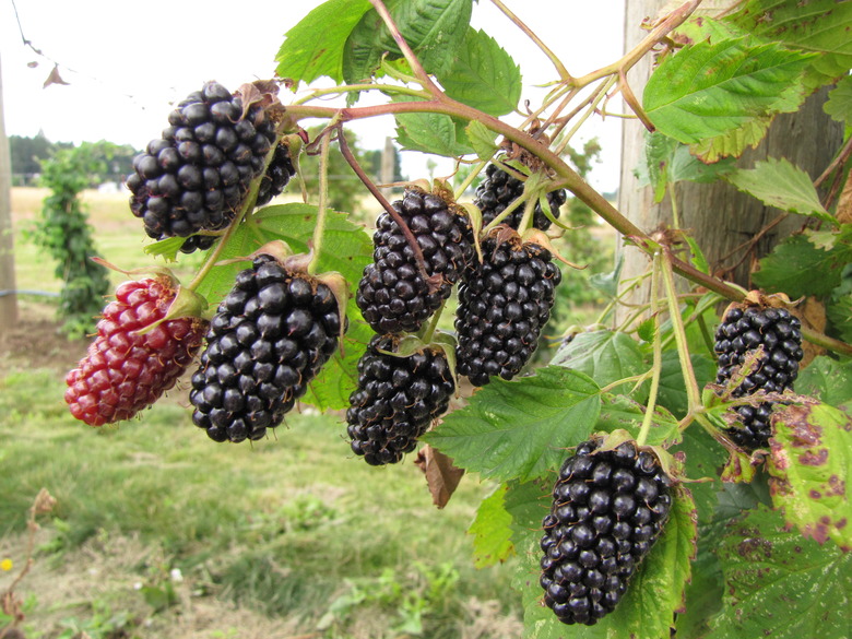 Some large fruit from a Columbia Star thornless blackberry plant (Rubus x 'Columbia Star' ) growing on their vines.