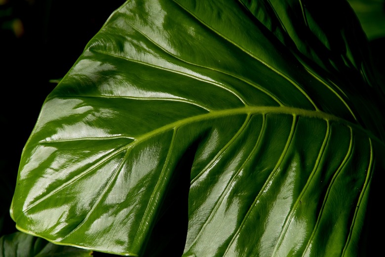 An extreme close-up of a large elephant's ear (Alocasia brisbanensis) leaf.