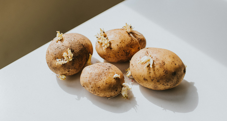 Sprouted potatoes on a white surface