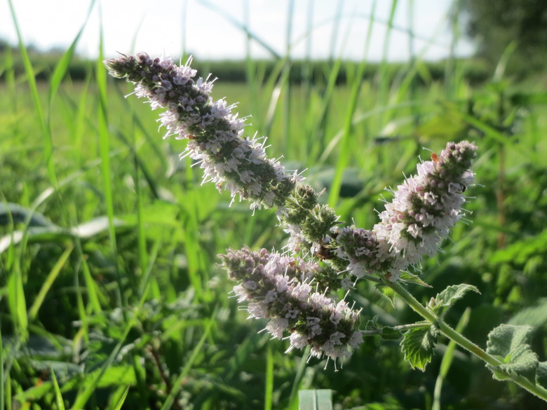 A low-ground close-up of the flowers of a spearmint (Mentha spicata) plant.