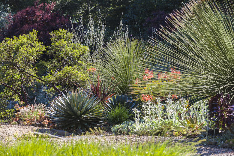 A drought-tolerant garden full of different plants.