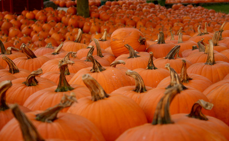 A whole bunch of orange pumpkins stretching far into the distance.