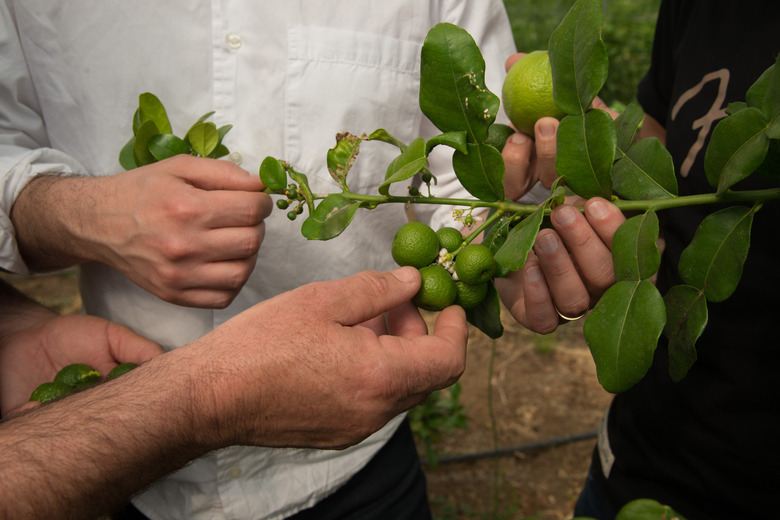 Some gardeners inspect the fruit of a kaffir lime tree (Citrus hystrix).