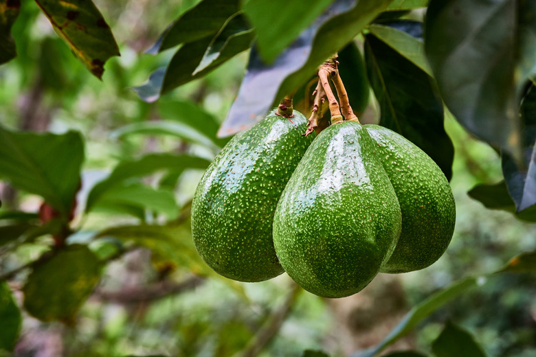 Nearly ripe avocado fruits growing on a tree.