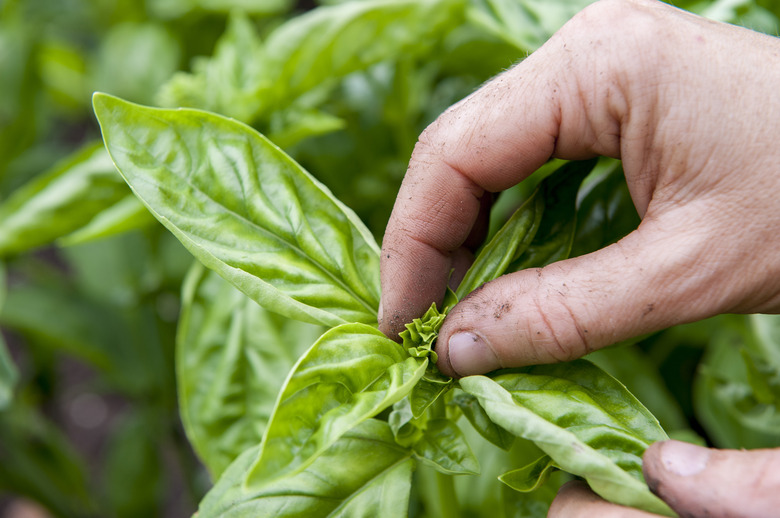 The hand of a person pinching the top of basil plant.