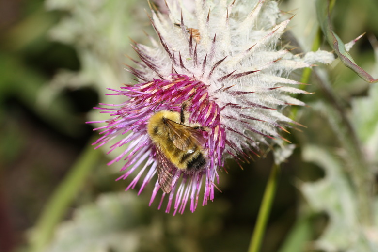 A bee in the center of a pink and white edible thistle (Cirsium edule) bloom.