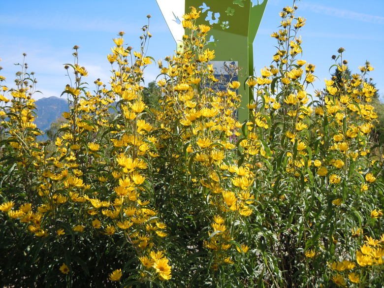 A delightfully tall grouping of Maximilian sunflowers (Helianthus maximiliani) growing along Gallagator Trail in Montana.