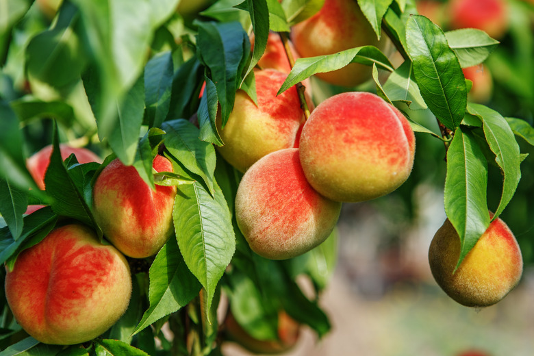 Ripe sweet peach fruits growing on a peach tree branch