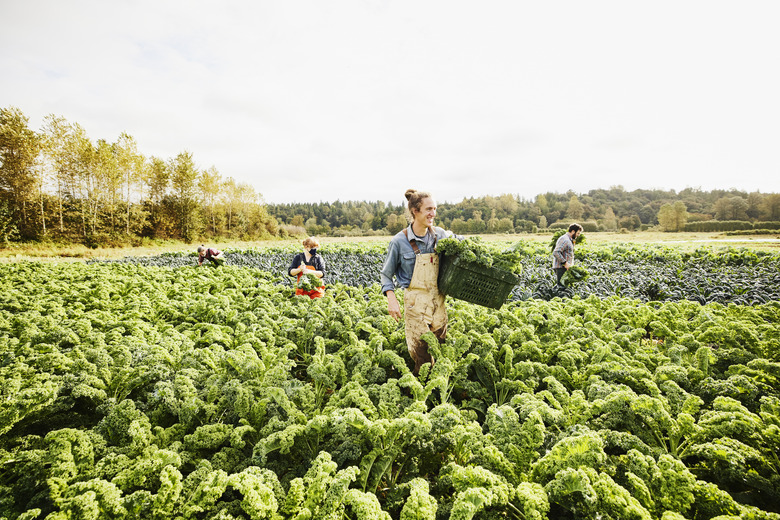 Wide shot of smiling farmer carrying bin of freshly harvested organic curly kale through field on fall morning