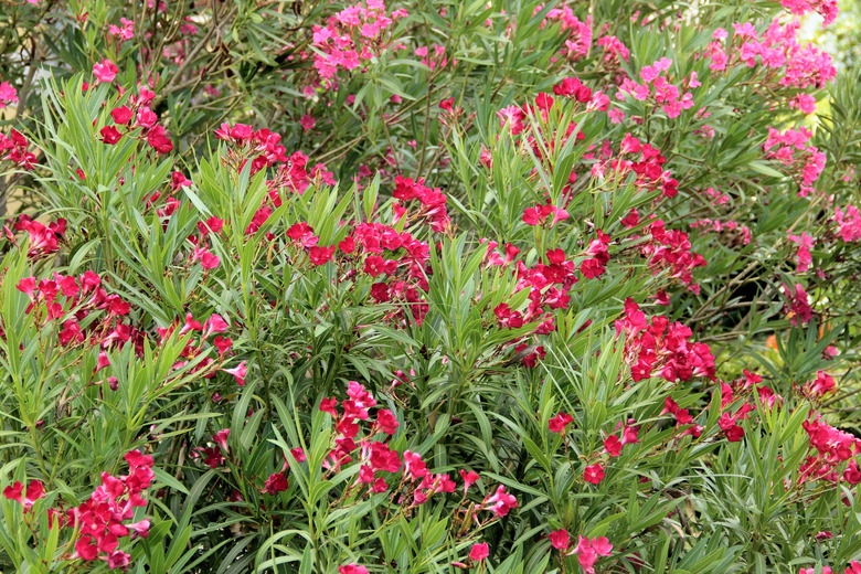 An oleander tree with red and pink flowers.