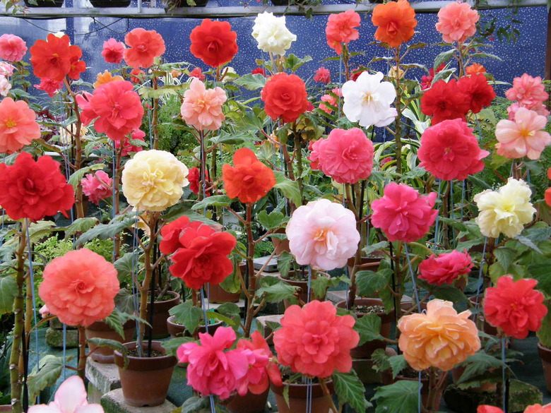 Rows of tuberous begonias (Begonia x tuberhybrida) at a nursery with flowers in colors of red, pink, yellow, white and orange.