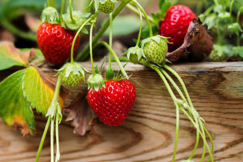 A strawberry plant growing in a raised bed.