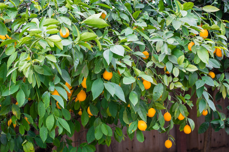 Ripe California Meyer lemons ready for harvest