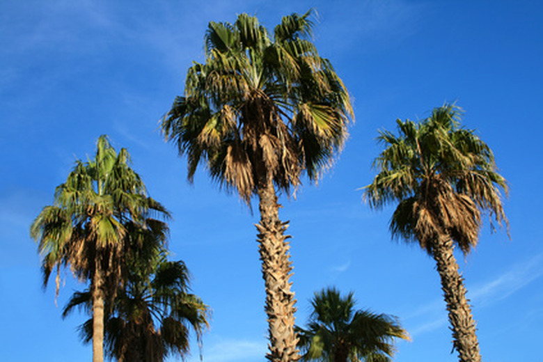 Three Mexican fan palms (Washingtonia robusta) reaching up towards the sky.