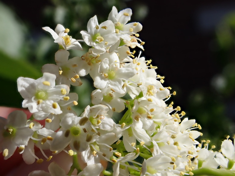 Cute little white blooms of the nannyberry (Viburnum lentago) plant.