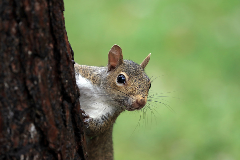 A squirrel climbing up a tree trunk, looking at the camera.