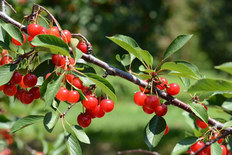 Vibrant red Montmorency tart cherries growing on a branch.