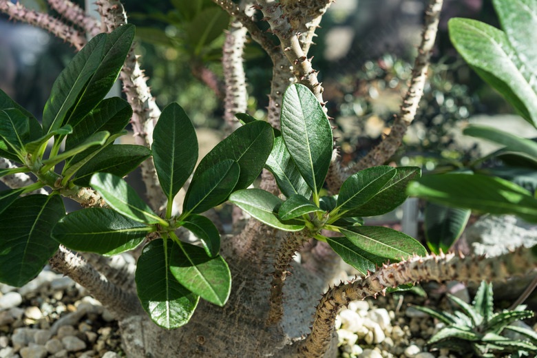 A close-up of a Madagascar palm plant (Pachypodium baronii).