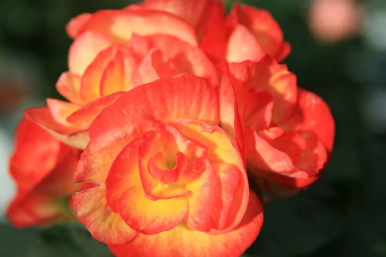 A close-up of some wonderfully orange and yellow Rieger begonia (Begonia x hiemalis) flowers.