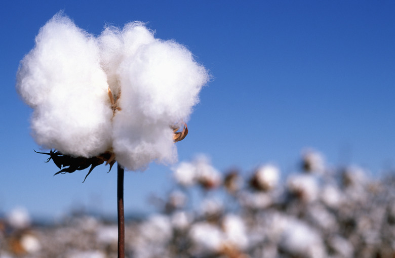 A close-up of a mature cotton boll.