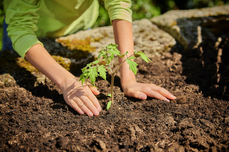 Boy planting tomato plant in garden at back yard