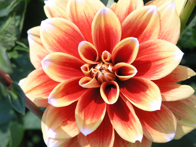 A close-up of a gorgeous orange, yellow and white dahlia (Dahlia pinnata) flower in full bloom.