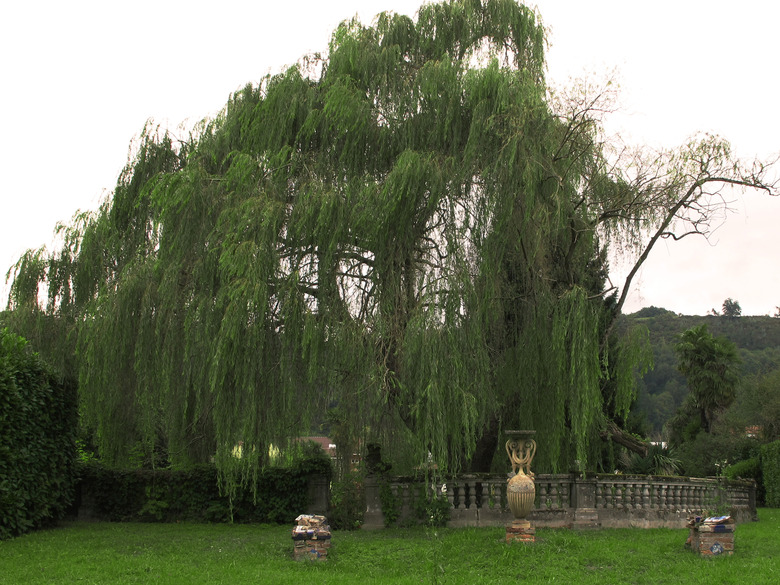 A majestic weeping willow (Salix babylonica) cascading down in front of a railing.