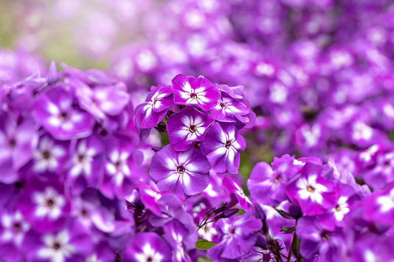 Close-up image of the vibrant summer flowering pink/purple Phlox paniculata 'Laura'