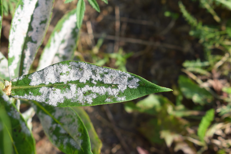 Powdery mildew on the leaves of phlox