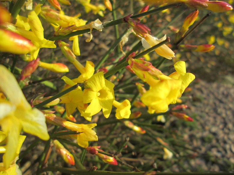 A close-up of a winter jasmine (Jasminum nudiflorum) plant with a handful of closed buds and open yellow flowers.