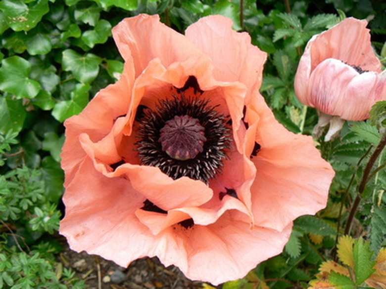 A peach-colored poppy in bloom.