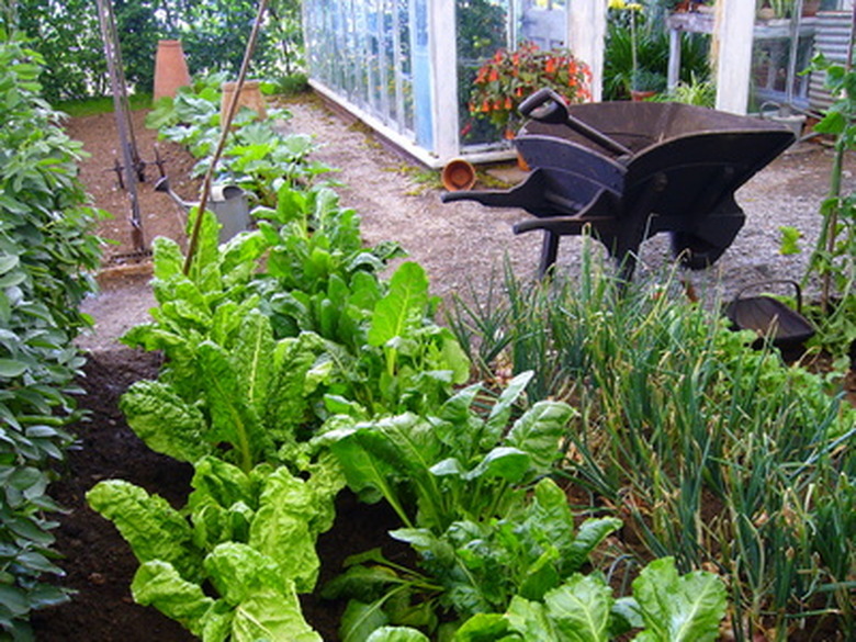 A wheelbarrow next to a flourishing garden.