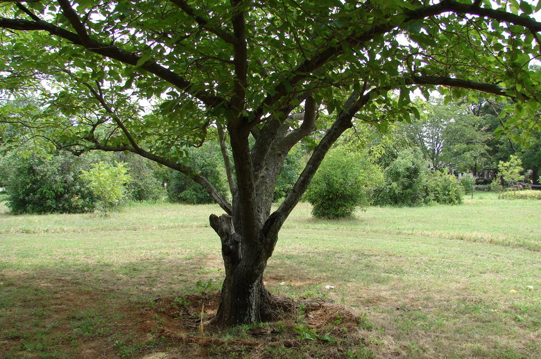 A fruitless mulberry tree (Morus alba) spreading out in a park.