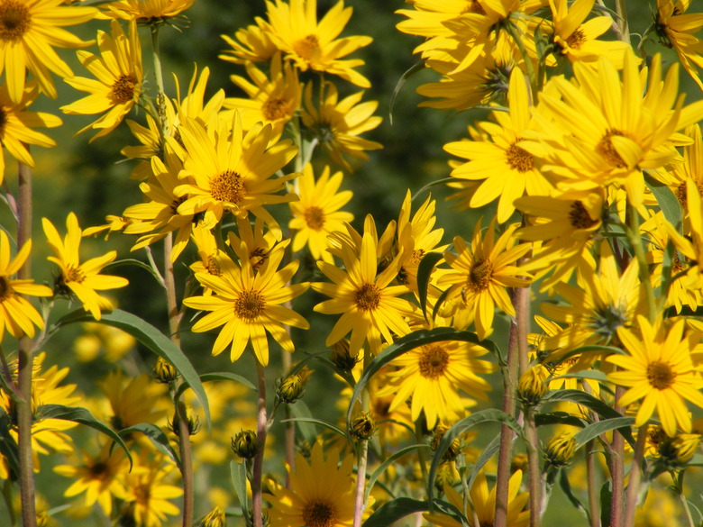 A whole bunch of Maximilian sunflowers (Helianthus maximilianii) growing at Waubay National Wildlife Refuge in South Dakota.