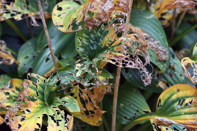 Hostas with lots of slug bites in the leaves.