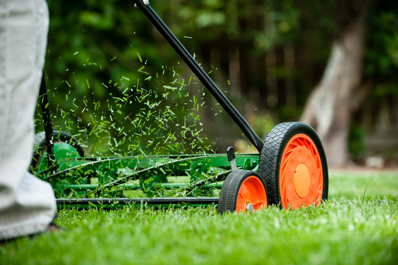 Rotary push mower with orange wheels cutting the grass