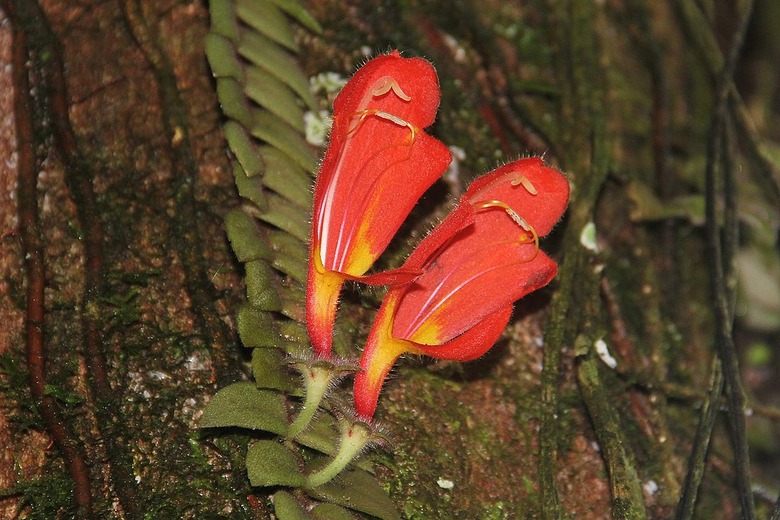 A close-up of the lovely red, orange and yellow flowers of a goldfish plant (Columnea gloriosa).