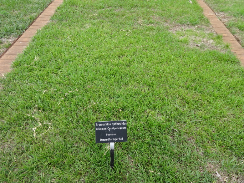 A healthy patch of centipedegrass (Eremochloa ophiuroides) growing at the University of Georgia.