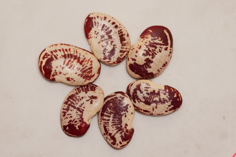 Six pinto beans arranged in a curled star pattern against a white backdrop.