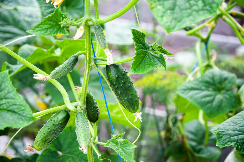 Small cucumbers growing on the vine.