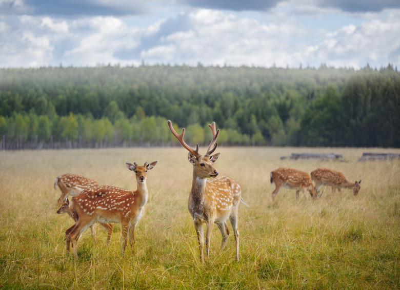 Deer in a field.