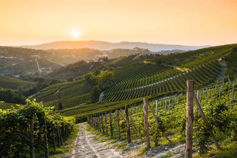 Barolo vineyards at sunset, Langhe wine region, Italy