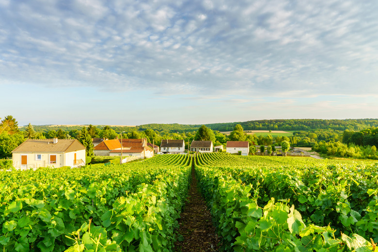 Row vine green grape in champagne vineyards at montagne de reims on countryside village background, France