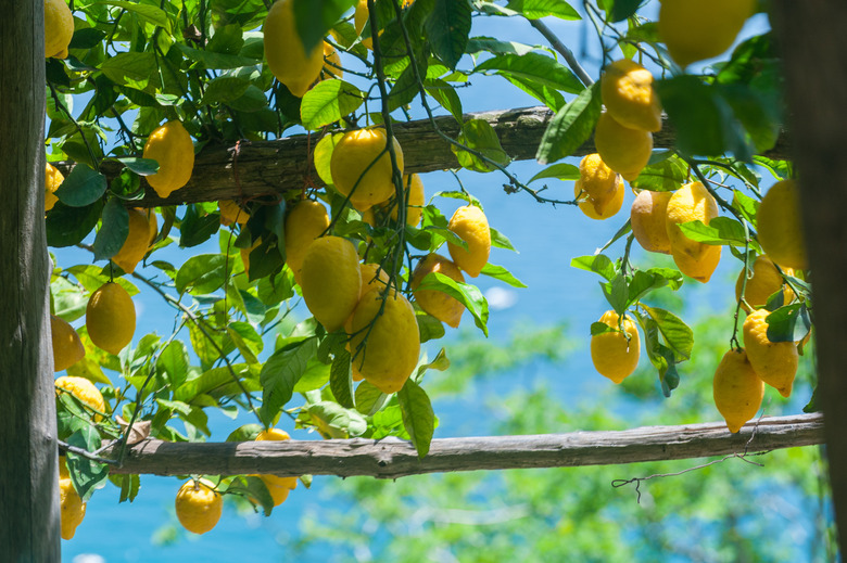 Sfusato amalfitano lemons along the lemon's path, Ravello to Maiori