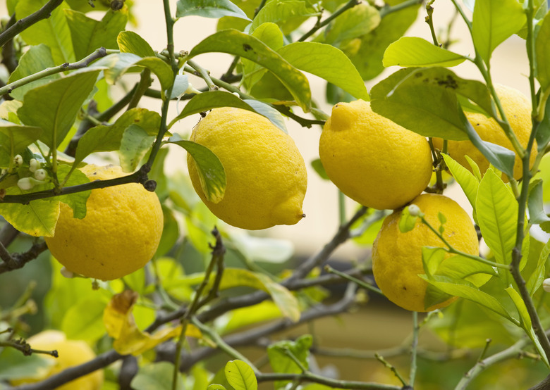 Lemon tree