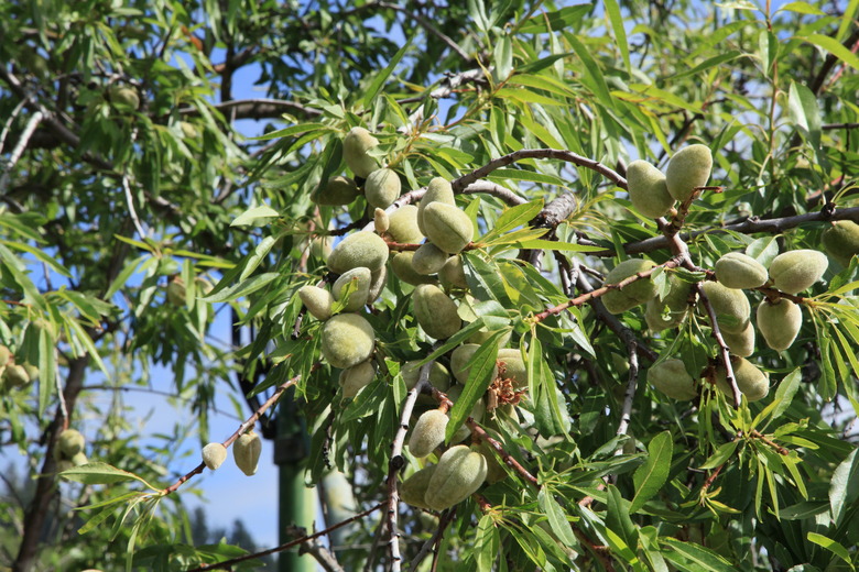 A close-up of the young, green fruit of an almond tree (Prunus dulcis).