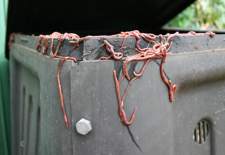 Some red wigglers inching their way along the lid and sides of a gray composting bin.