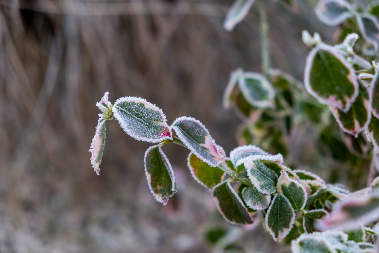 A close-up of frost on the variegated leaves of a weigela plant in a garden.