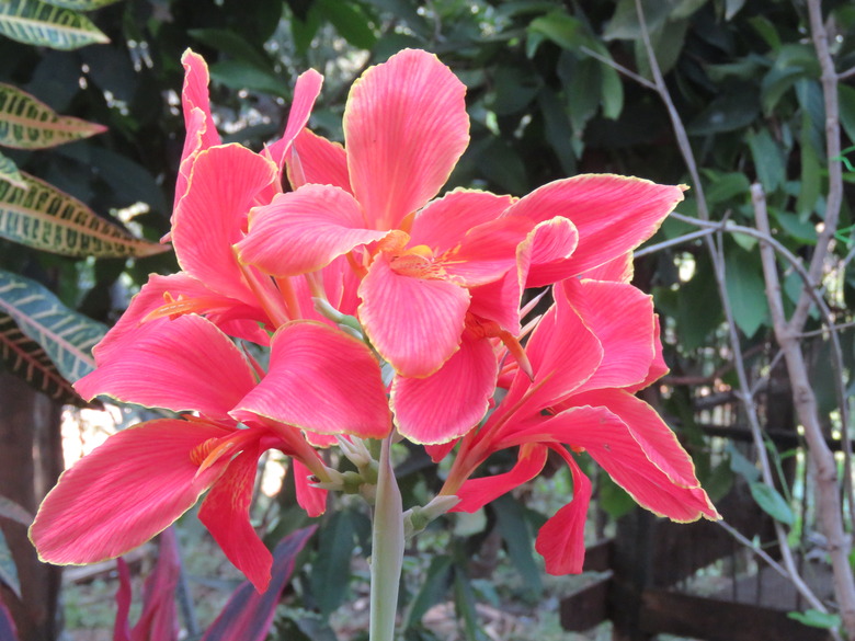 A delightfully red Indian shot (Canna indica) canna lily in full bloom.