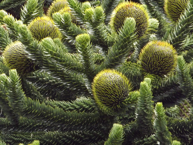 A close-up of a monkey puzzle tree (Araucaria araucana).